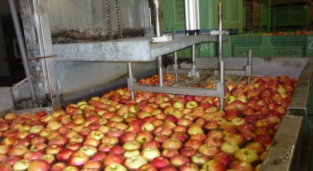 Szenvednek az almatermelők